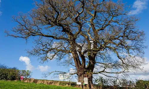 The ancient oak
