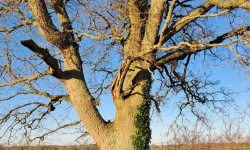 Hundreds of ancient oaks are at risk